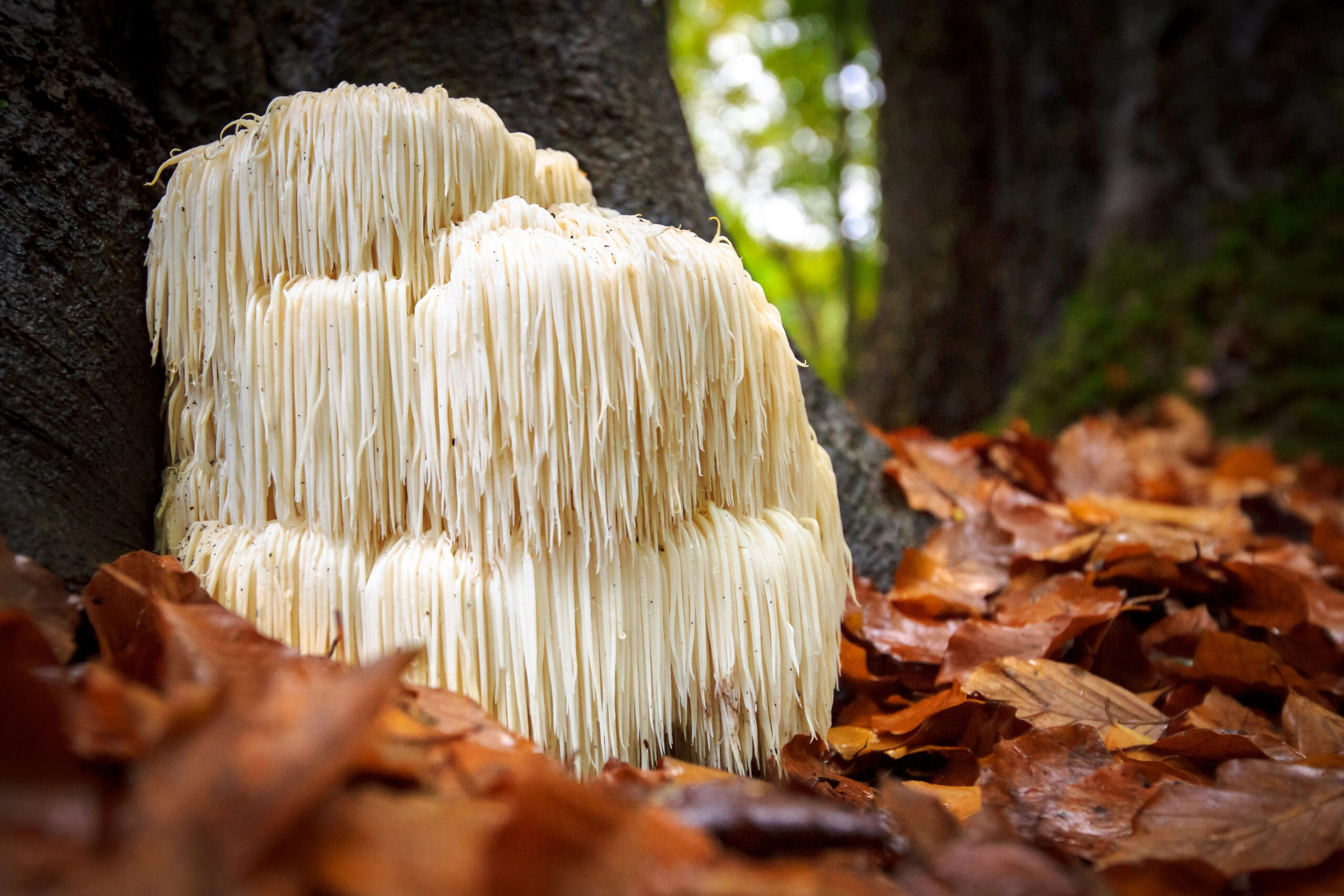 Lion’s Mane – Et naturligt middel til mental klarhed og sundhed 